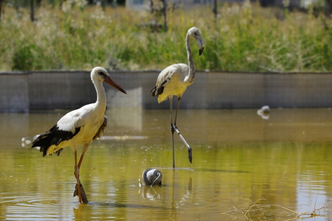 Van'da tedavi edilen 35 kuş doğaya bırakıldı